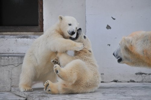 ５月２６日～円山動物園・ララ＆ちび双子～１５時台以降