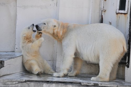 ６月１日～円山動物園・ララ＆ちび双子～１３時台から１４時台