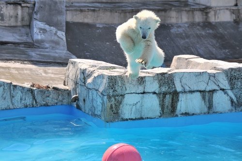 ６月１日～円山動物園・ララ＆ちび双子～１４時台から閉園まで