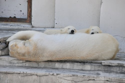 ６月８日～円山動物園・ララ＆ちび双子～１１時台から１４時台