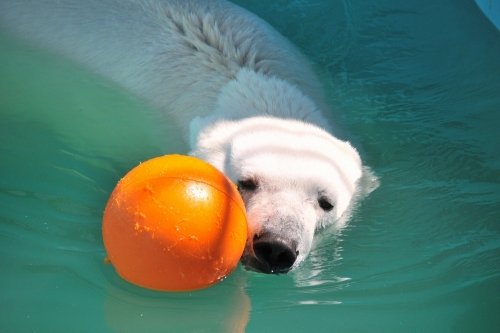 ６月２３日～おびひろ動物園・イコロ＆アイラ～開園から１０時台