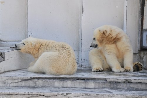 ６月３０日～円山動物園・ララ＆ちび双子～１４時台から閉園まで