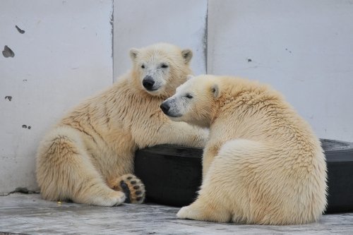 ７月６日～円山動物園・ララ＆ちび双子～１３時以降