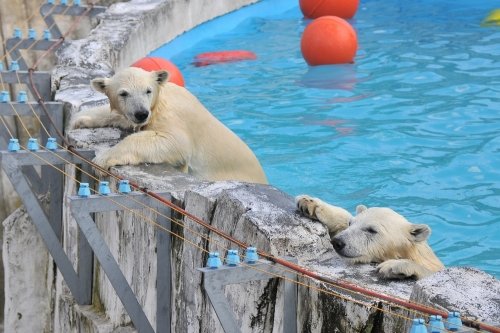 ７月２０日～円山動物園・ララ＆ちび双子～１５時台から１７時台