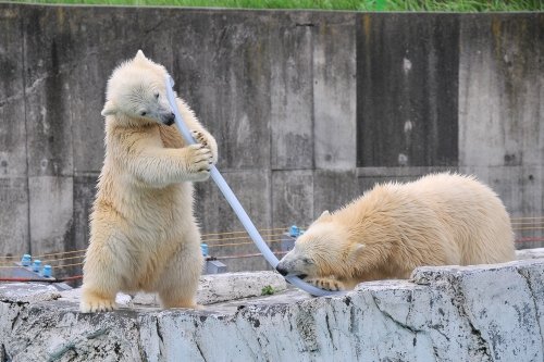 ７月２７日～円山動物園・ララ＆ちび双子～１６時台