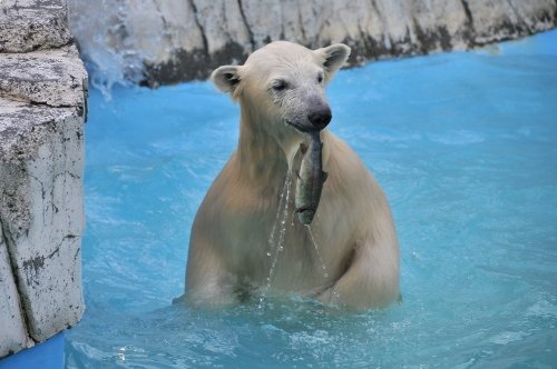 ７月２７日～円山動物園・ララ＆ちび双子～夜の動物園（活魚）