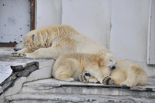 ８月１７日～昨日のララ＆ちび双子