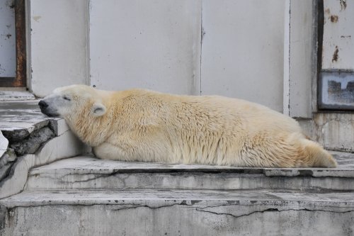 ８月１７日～円山動物園・ララ＆ポロマル～１４時台から１６時台