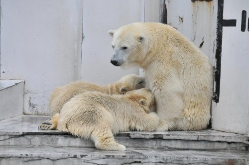 ８月１７日～円山動物園・ララ＆ポロマル～１６時台から１８時台