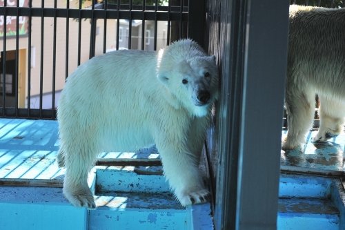 ８月１１日～おびひろ動物園・イコロ＆アイラ～開園から１４時台