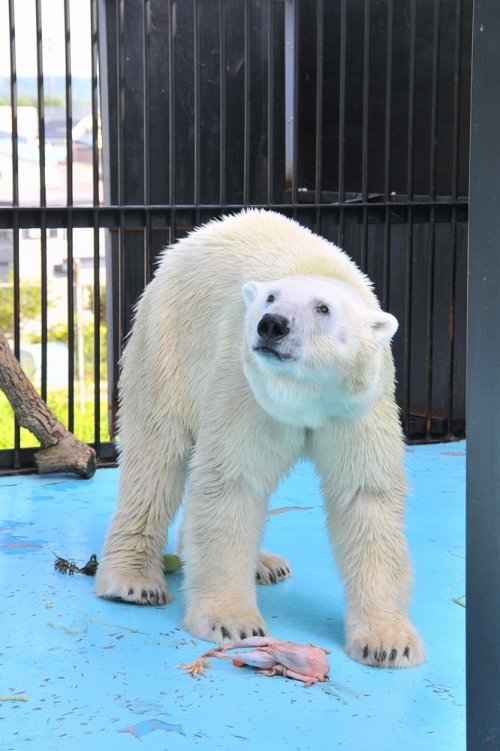 ８月１１日～おびひろ動物園・イコロ＆アイラ～１４時台から閉園後