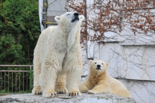 ８月２４日～円山動物園・ララ＆ポロマル～１３時台から１７時台