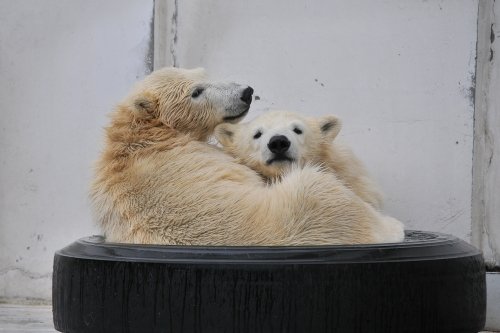 ８月３１日～昨日のララ＆ポロマル