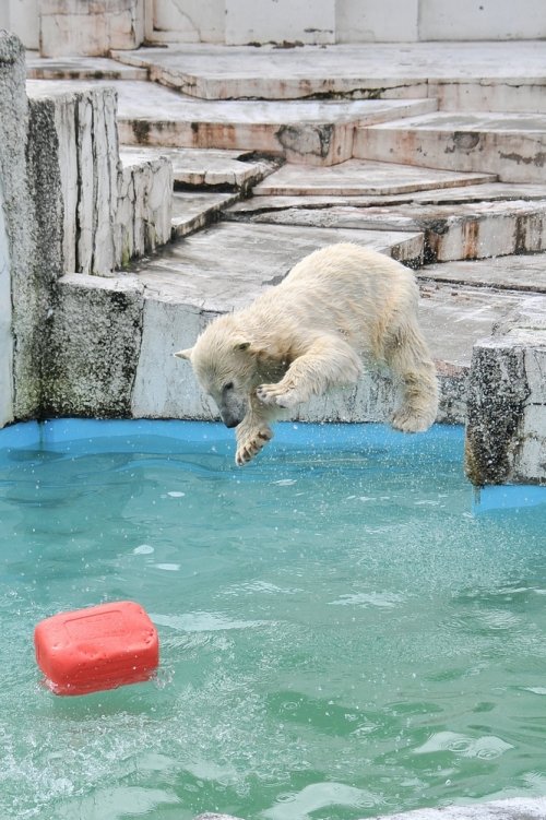 ９月７日～円山動物園・ララ＆ポロマル～１２時台から１３時台