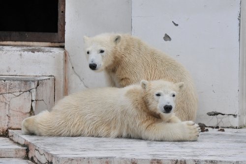 ９月７日～円山動物園・ララ＆ポロマル～１３時台から１５時台