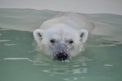 ９月１４日～円山動物園・ララ＆ポロマル～１２時台から１４時台