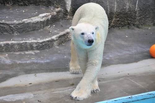 ７月１５・１６日～浜松市動物園・キロル～突然ですがちょっとだけ