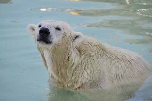 ９月１４日～円山動物園・ララ＆ポロマル～１５時台から閉園まで