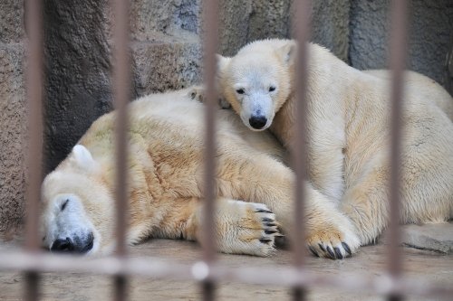 １０月５日～円山動物園・ララ＆ポロマル～１２時台から１４時台