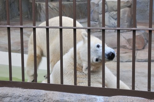 １０月５日～円山動物園・ララ＆ポロマル～１４時台から閉園まで