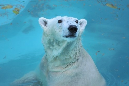 １０月１４日～おびひろ動物園・イコロ＆アイラ