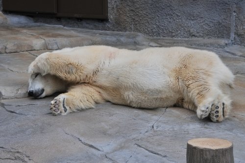 １０月２６日～円山動物園・ララ＆ポロマル＋デナリ＋キャンディ