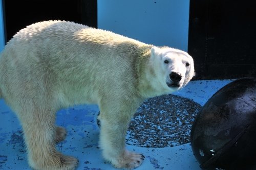 １１月４日～おびひろ動物園・イコロ＆アイラ～開園から１４時頃まで