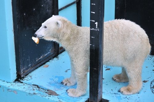 １１月４日～おびひろ動物園・イコロ＆アイラ～１４時過ぎから閉園まで