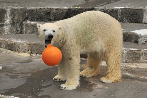 １１月２５日～浜松市動物園・キロル