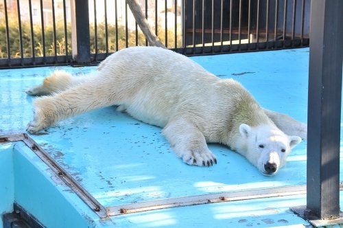 １２月８日～おびひろ動物園・イコロ＆アイラ