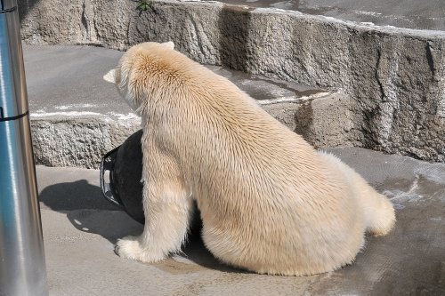 ３月１７日～浜松市動物園・キロル～開園から１０時台＆動画