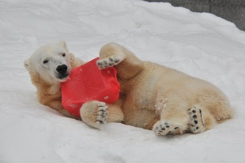 ３月２１日～円山動物園・ララ＆デナリ＆キャンディ～続き