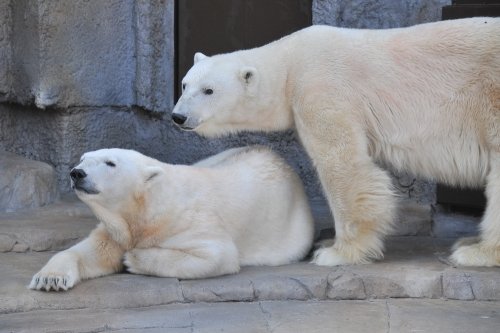 ４月２０日～円山動物園・ララ＆デナリ＆キャンディ