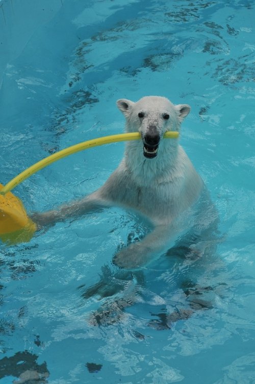 ５月６日～おびひろ動物園・イコロ＆アイラ～開園からお昼まで