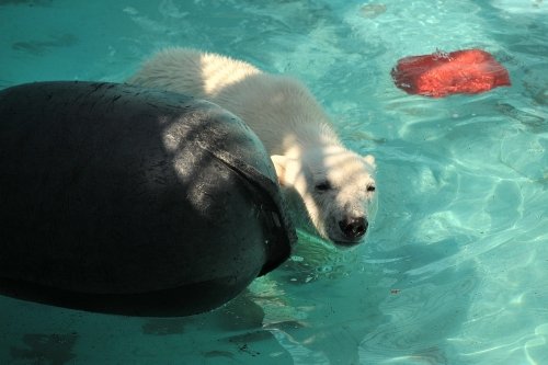 ５月６日～おびひろ動物園・イコロ＆アイラ～お昼過ぎから閉園まで