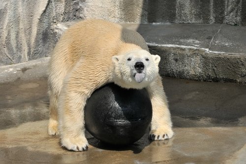 ３月１７日～浜松市動物園・キロル～１１時台から閉園まで