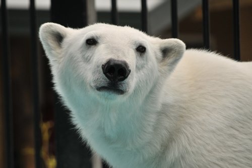 ５月５日～おびひろ動物園・イコロ＆アイラ