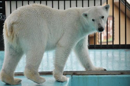 ５月３日～おびひろ動物園・イコロ＆アイラ