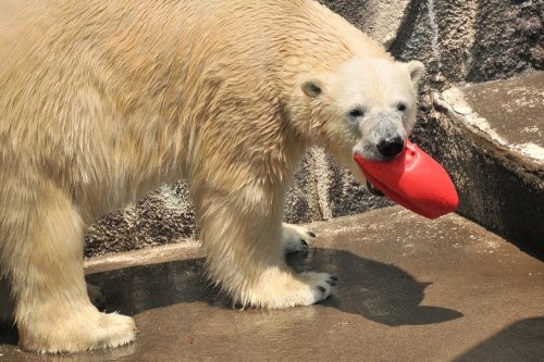 ５月３１日～浜松市動物園・キロル～開園から１１時台