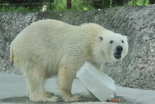 ６月２０日～今日のポロロ！