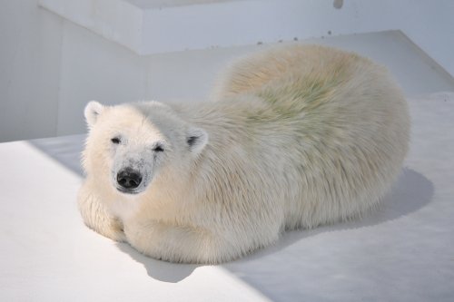 ６月２３日～昨日のマルル