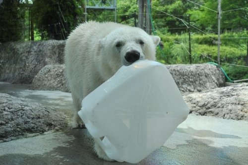 ６月２０日～とくしま動物園・ポロロ～１３時台から閉園まで