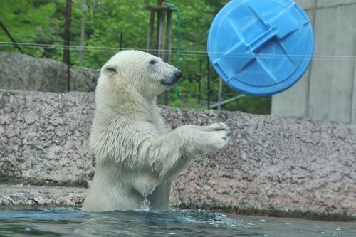 ６月２１日～とくしま動物園・ポロロ～開園から１１時台まで