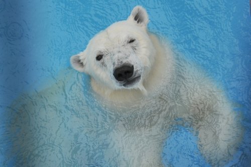 ６月２２日～熊本市動植物園・マルル～９時台から１１時台まで