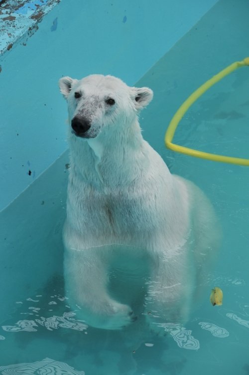 ７月２２日～おびひろ動物園・イコロ＆アイラ～開園から１３時台まで