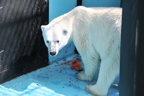 ７月２２日～おびひろ動物園・イコロ＆アイラ～１３時台から閉園まで