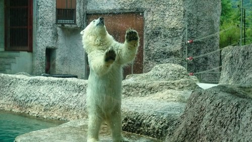 ６月２０・２１日～とくしま動物園・ポロロ～スマホ写真より