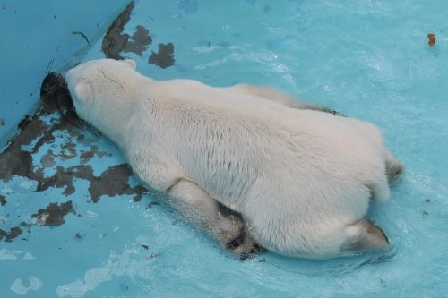 ７月２１日～おびひろ動物園・イコロ＆アイラ～開園から１２時台まで