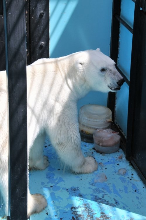 ７月２１日～おびひろ動物園・イコロ＆アイラ～１３時台から閉園まで