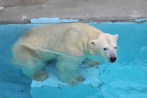 ８月２４日～浜松市動物園・キロル～開園から１２時台まで